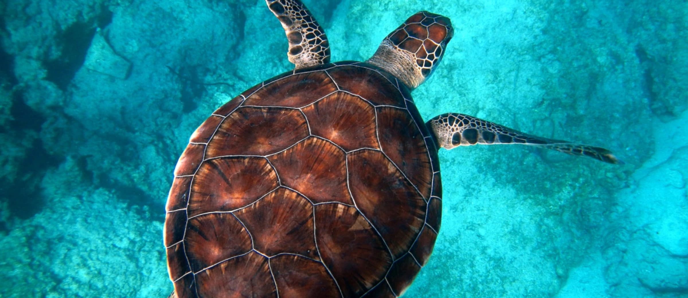A sea turtle gliding over a turquoise seabed