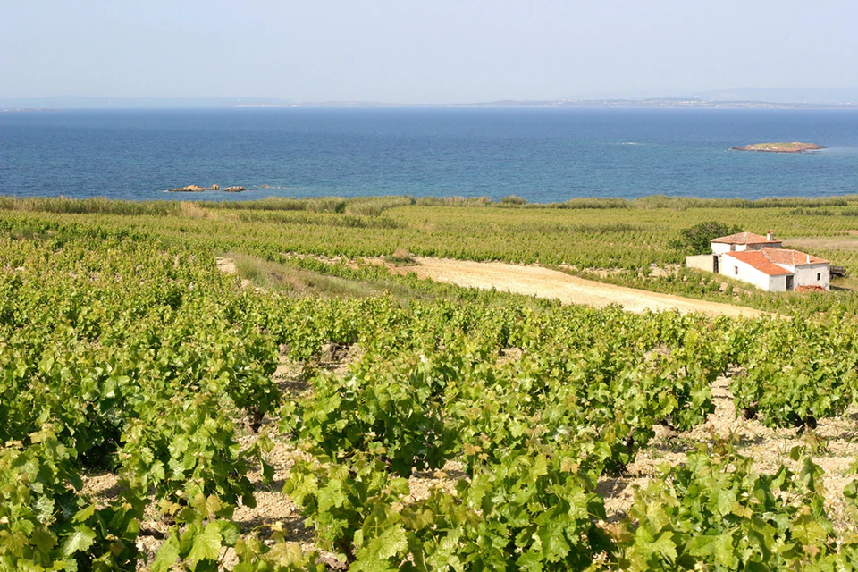 Bozcaada's vineyards rolling toward the Aegean, a white farmhouse among the vines