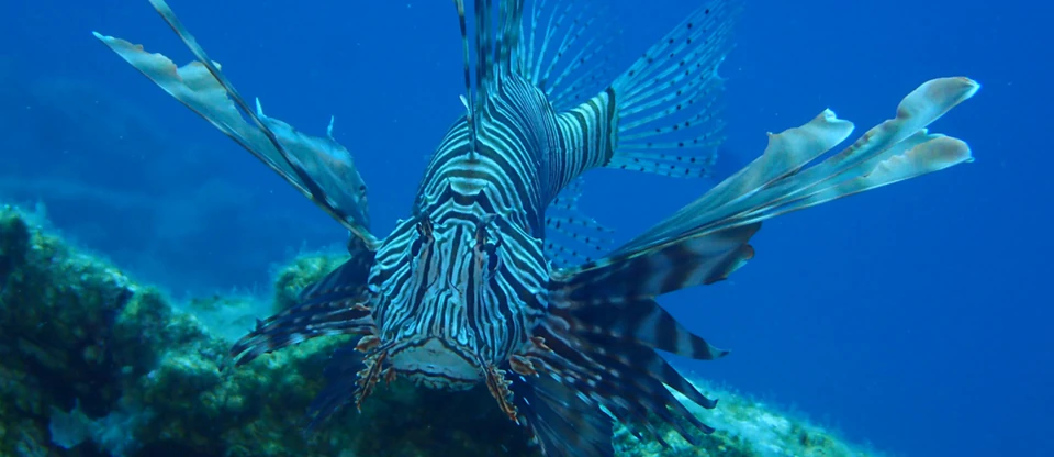 A scuba diver exploring Bodrum's clear aquamarine waters