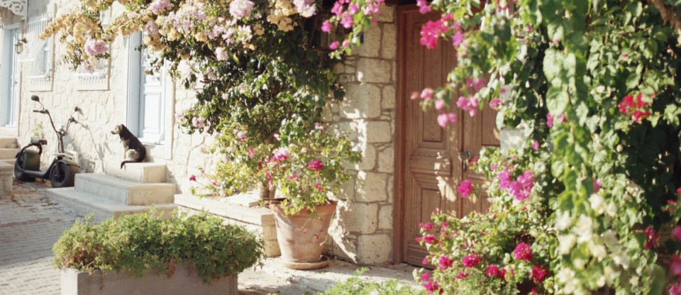 Bougainvillea spilling over the stone facade and wooden door of an Alaçatı house.