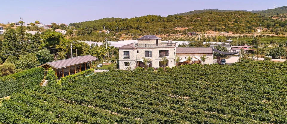 Rows of vines at an Alaçatı vineyard on the Çeşme Peninsula