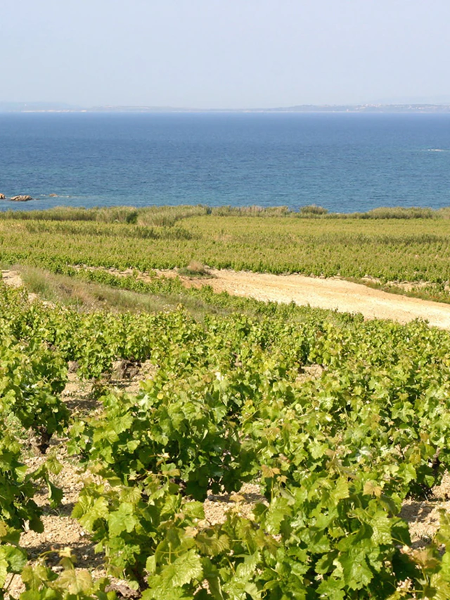 Rows of grapevines overlooking the blue Aegean Sea on Bozcaada